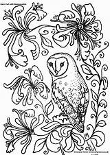 Coloring Owl Pages Owls Colouring Barn Flowers Print Adults Drawing Kids Line Adult Printable Sheets Flower Color Books Honeysuckle Snowy sketch template