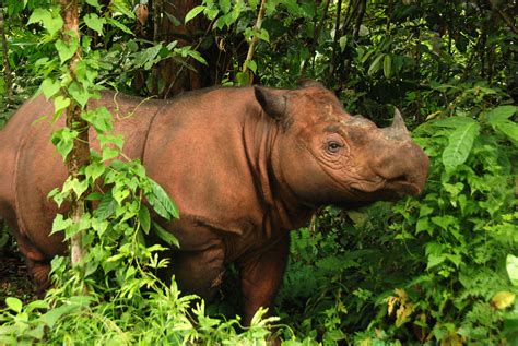 sumatran rhino species wwf