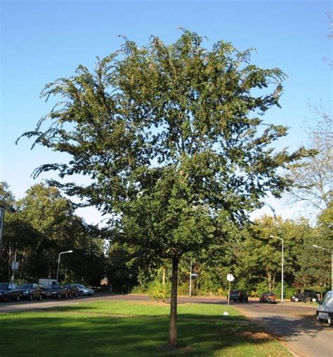 great elm tree    resurrected home  garden digest