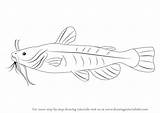 Fish Bullhead Draw Drawing Step Animals sketch template