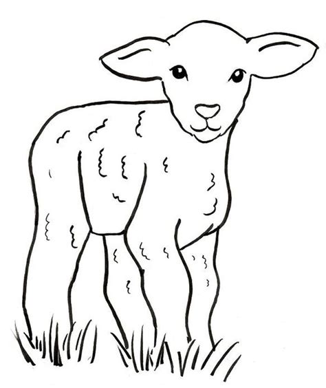 baby sheep coloring pages sheep drawing sheep illustration lamb drawing