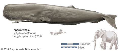 sperm whale size teeth diet and facts britannica