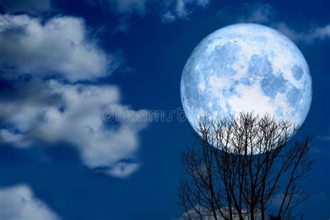 super moon  silhouette dry tree   night sky stock image