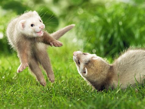 cute ferrets  funny  cute animals