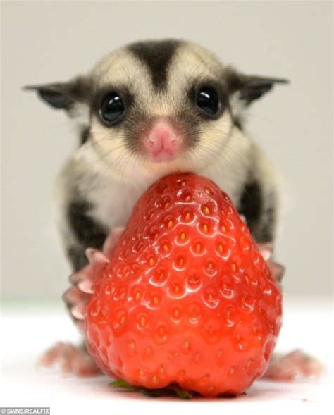 tiny sugar glider cubs smaller   palm   hand    top attraction  wildlife