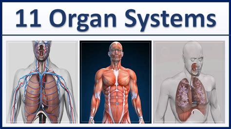 Human Organ Systems Part 1 3d Animation 11 Major Organ Systems Of