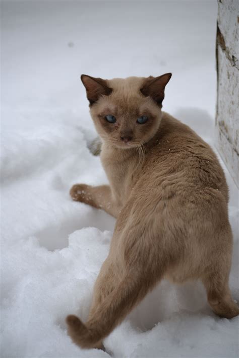 pin on tonkinese kittens and cats on board