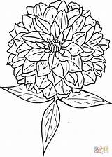 Zinnia Coloring Pages Flower Printable Color Drawing Zinnias Version Designlooter Flowers Supercoloring Border Tablets Compatible Ipad Android Getcolorings Categories Template sketch template