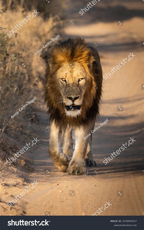 african lion walking images stock  vectors shutterstock
