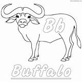 Buffalo Coloring Pages Kids Water Printable Drawing Sheets Color Line Face Getcolorings Print Baby Getdrawings Animals sketch template