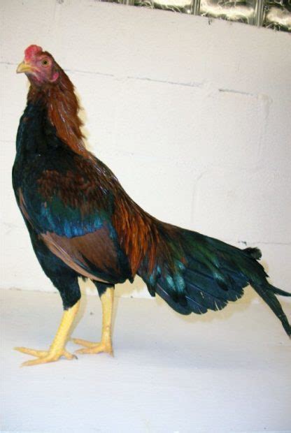 Wheaten Aseel Asil Chickens For Sale Cackle Hatchery®