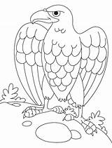 Eagle Coloring Harpy Getcolorings sketch template