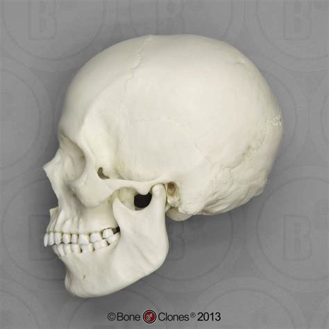 Human Female European Skull Bone Clones Inc