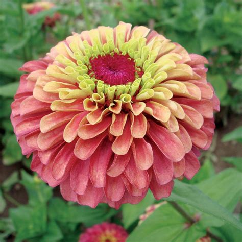 queeny lime red zinnia seeds park seed