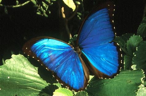 top  blue morpho butterfly facts rainforest cruises