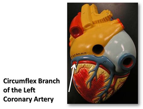 circumflex branch   left coronary artery posterior  flickr
