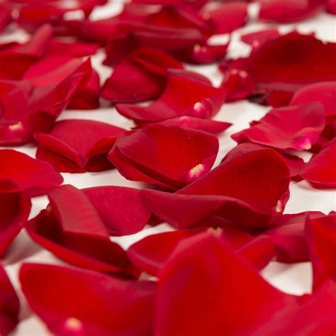red rose petals approximately  units walmartcom walmartcom