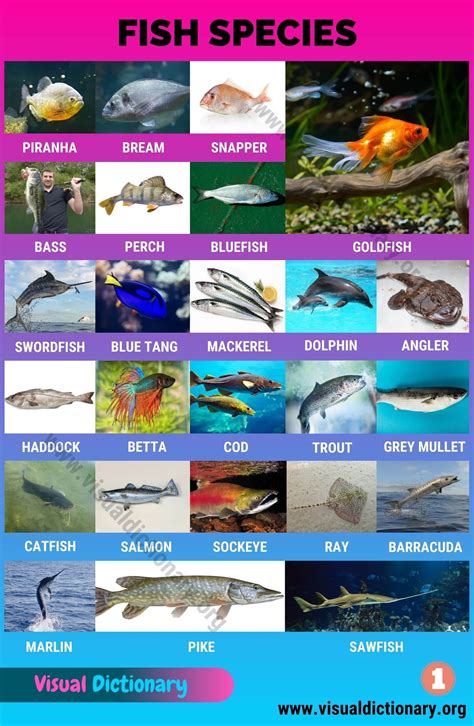 types  fish interesting list    fish species