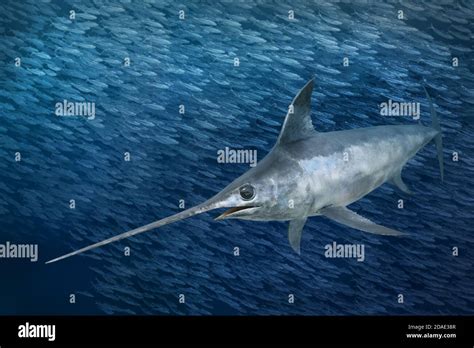 broadbill swordfish high resolution stock photography  images alamy