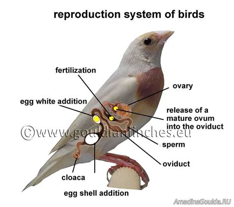 The Anatomy Of Bird Reproductive System Explained A Comprehensive Diagram
