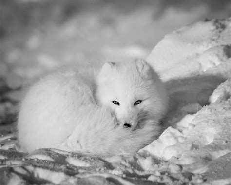 arctic fox adoption kit arctic fox endangered animals fox