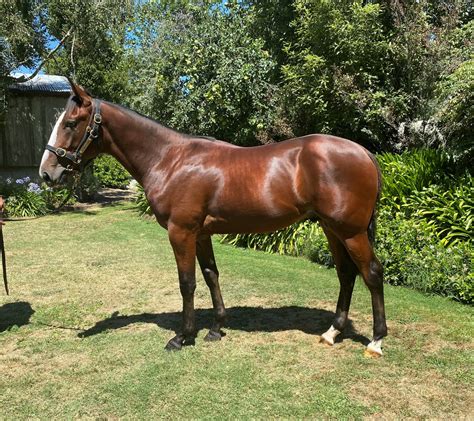 cormac leo 2021 national standardbred yearling sale auckland nzb