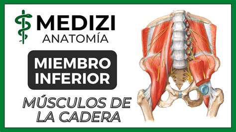 Anatomía De Miembro Inferior Mmii Músculos De La Cadera Y Aductores