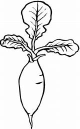 Radish Coloring Pages Printable Color sketch template