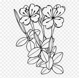 Wildflower Flowering Pngfind sketch template