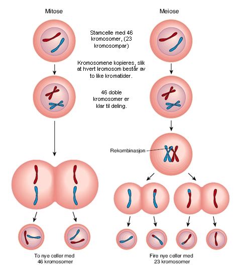 celula  unidade da vida mitose  meiose