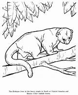 Drawing Pages Coloring Animal Drawings Kinkajou Animals Kids Honkingdonkey Wildlife Activity Wild sketch template