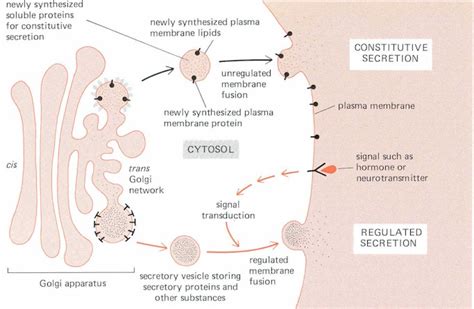 secretion junglekeyfr image