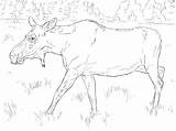 Moose Alce Hembra Alces Americano sketch template