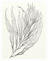 Kelp 8x10 Seaweed 11x14 sketch template