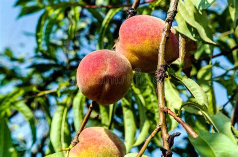 Large Ripe Round Peach Fruits Hanging On A Tree Against The Backdrop Of