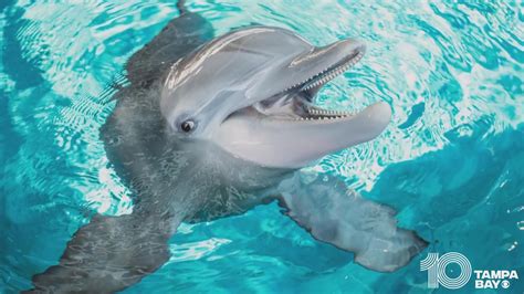 clearwater marine aquarium celebrates  anniversary wtspcom