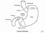 Dibujo Estomago Estómago Magen Stomach Stomaco sketch template