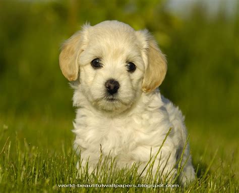 beautiful wallpapers dogs wallpapers