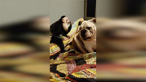 un chien se fait réveiller par un singe de la pire des façons youtube