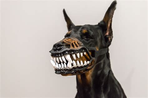 dog muzzle scary brebdudecom