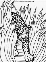 Coloring Rainforest Pages Printable Animals Kids Forest Tiger Jungle Trees Print Rain Color Animal Colouring Sheets Theme Popular Choose Board sketch template