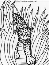 Coloring Jungle Colorare Dibujos Colorat Disegni Rain Planse Carini Leopardos Coloringtop Desene Salvajes Importante sketch template