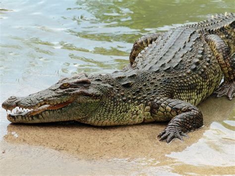 amazing saltwater crocodile facts  kids
