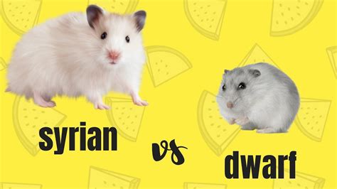 syrian vs dwarf hamsters youtube