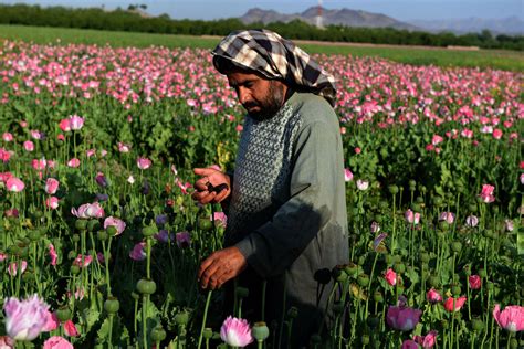 harvesting opium in afghanistan s poppy fields