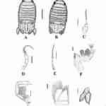 Afbeeldingsresultaten voor Thyropus Sphaeroma Geslacht. Grootte: 150 x 150. Bron: www.researchgate.net