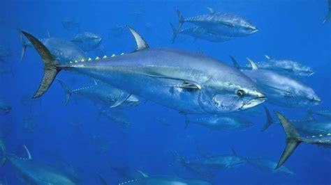 huge fishing bust exposes weaknesses  bluefin tuna management  pew charitable trusts