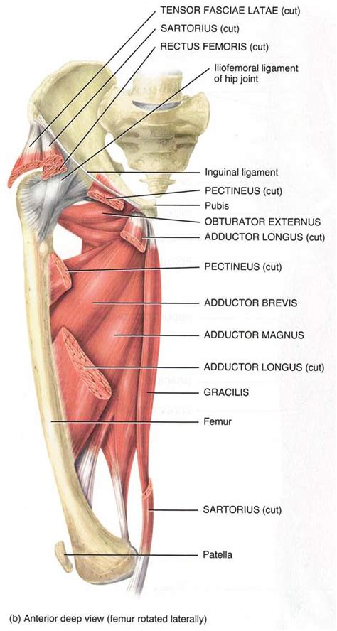 groin strain treatment for a pulled groin muscle