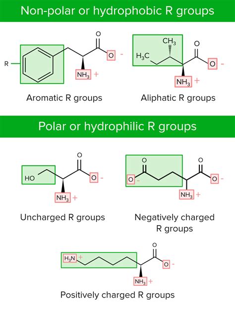 hydrophobic amino acids  nonpolar side chains copperascse