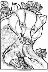 Badger Coloring Honey Pages Colouring Dover Animal Animals Printable Book Wild Sampler Publications Samples Books Welcome Print Portraits Freebie Getcolorings sketch template